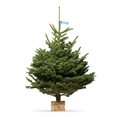 Nobilis 175/200 CM