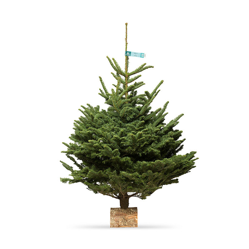 Nobilis 125/150 CM