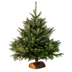 Nordmann diamant 200/250 CM